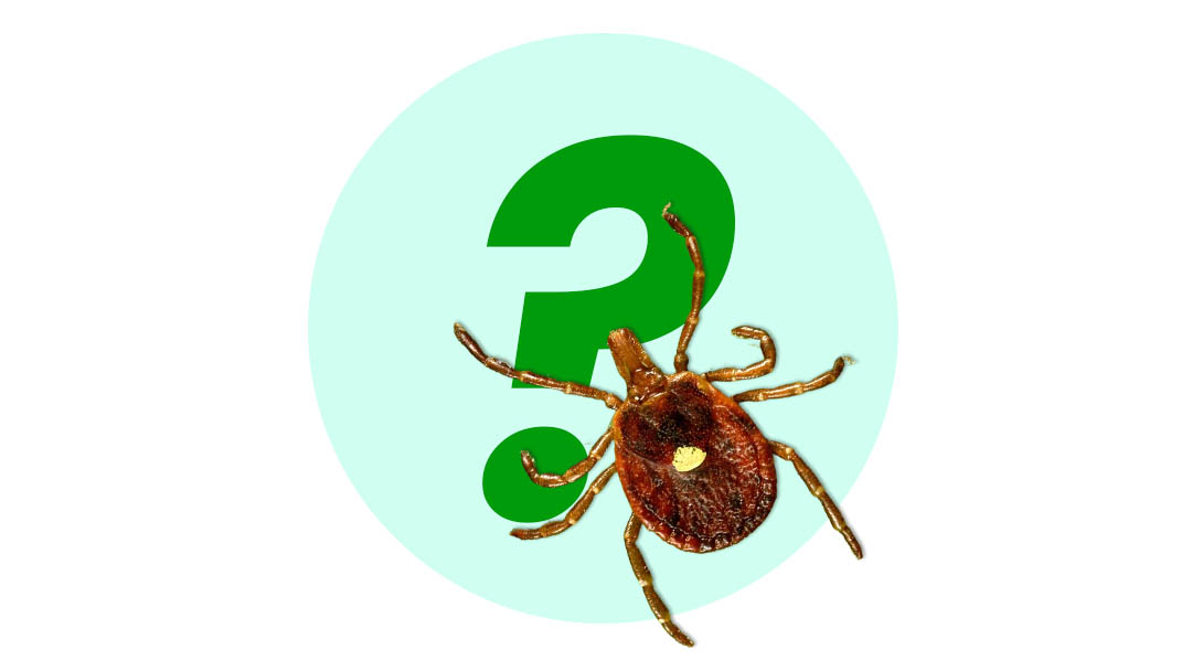 Lyme Luxembourg Tick Practical Advice for Outdoor Safety